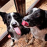 dog, black_and_white, tongue_out, floor, tile_floor, door, glass_door, natural_light, pet, indoor, animal, cute, playful, two_dogs, paw, snout, whiskers, earphones, shoe, waiting