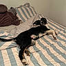 Adès participe au concours pour gagner de l'argent avec cette photo : dog, bed, striped_bedspread, stuffed_animal, black_and_white, lying_down, indoor, pet, resting, curious, cozy, blanket, pillow, fur, animal, domestic, cute, relaxed, looking_back, home
