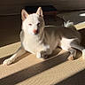 animal, cream_colored, dog, ears, floor, fur, home, indoors, lying_down, natural_light, paws, pet, photography, portrait, relaxed, shadow, sunlight, tail, white_dog, woven_mat