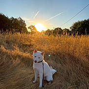 Milio a rejoint le concours — aidez-le/la à gagner de superbes lots ! animal, backlighting, blue_sky, countryside, dog, dry_grass, field, golden_hour, landscape, leash, nature, outdoors, portrait, sitting, summer, sunlight, sunset, tall_grass, trees, white_dog