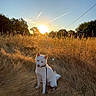 animal, backlighting, blue_sky, countryside, dog, dry_grass, field, golden_hour, landscape, leash, nature, outdoors, portrait, sitting, summer, sunlight, sunset, tall_grass, trees, white_dog