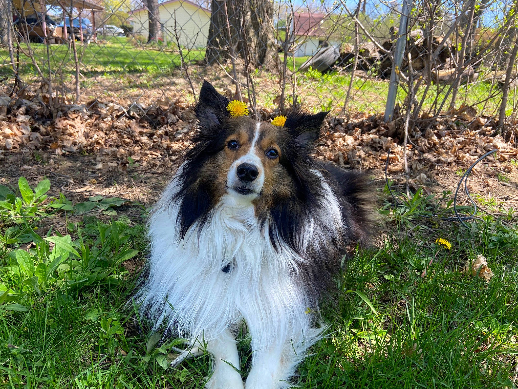 Lip joined the competition — help win amazing prizes! canidae, carnivore, collie, companion_dog, dog, dog_breed, fence, fur, grass, herding_dog, landscape, plant, rough_collie, scotch_collie, shetland_sheepdog, sporting_group, spring, terrestrial_animal, tree, working_dog
