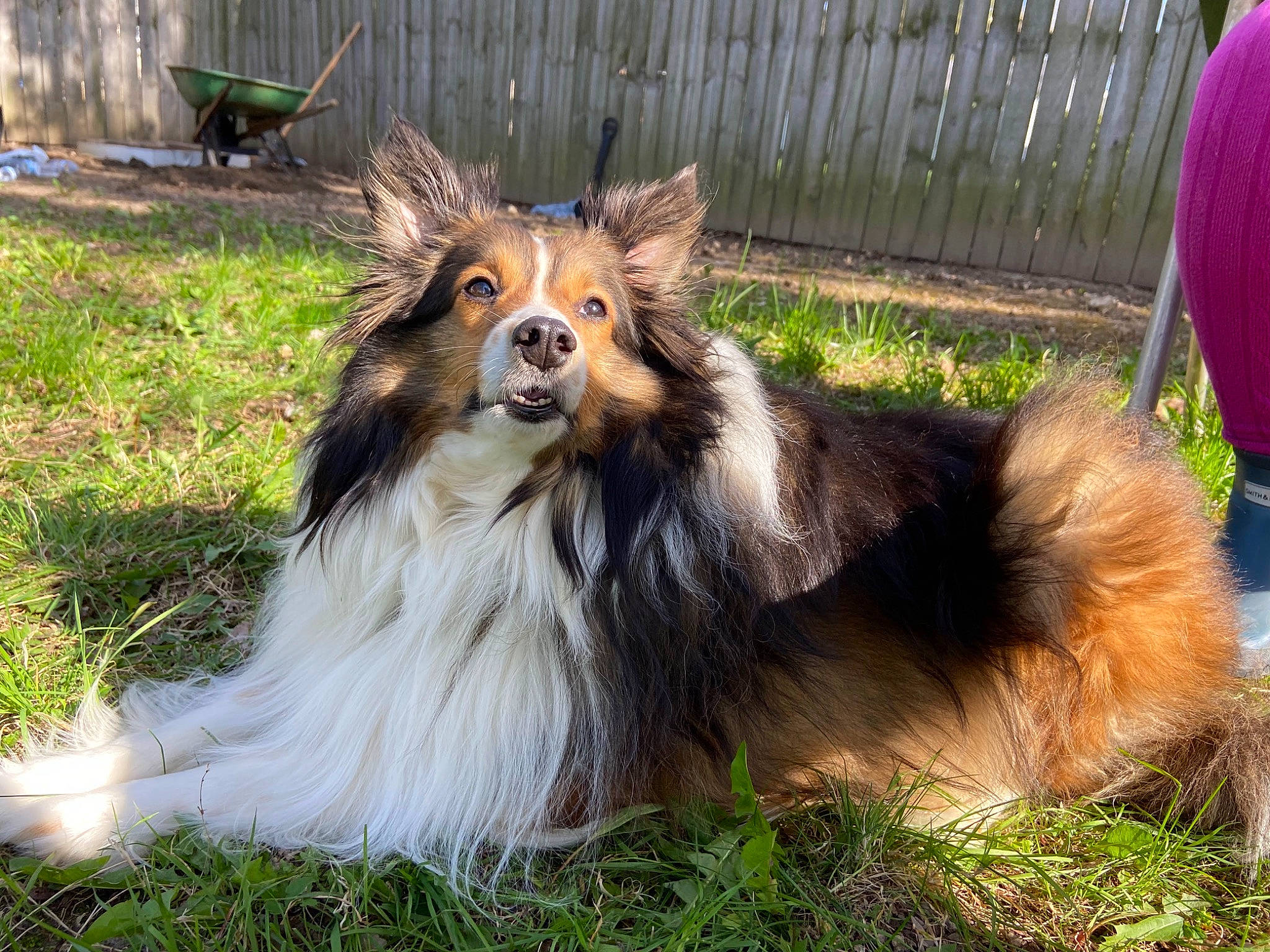 Lip is registered to the contest to win money with this photo: ancient_dog_breeds, canidae, carnivore, collie, companion_dog, dog, dog_breed, fence, fur, grass, herding_dog, plant, rough_collie, scotch_collie, shetland_sheepdog, sporting_group, t_shirt, terrestrial_animal, whiskers, working_dog