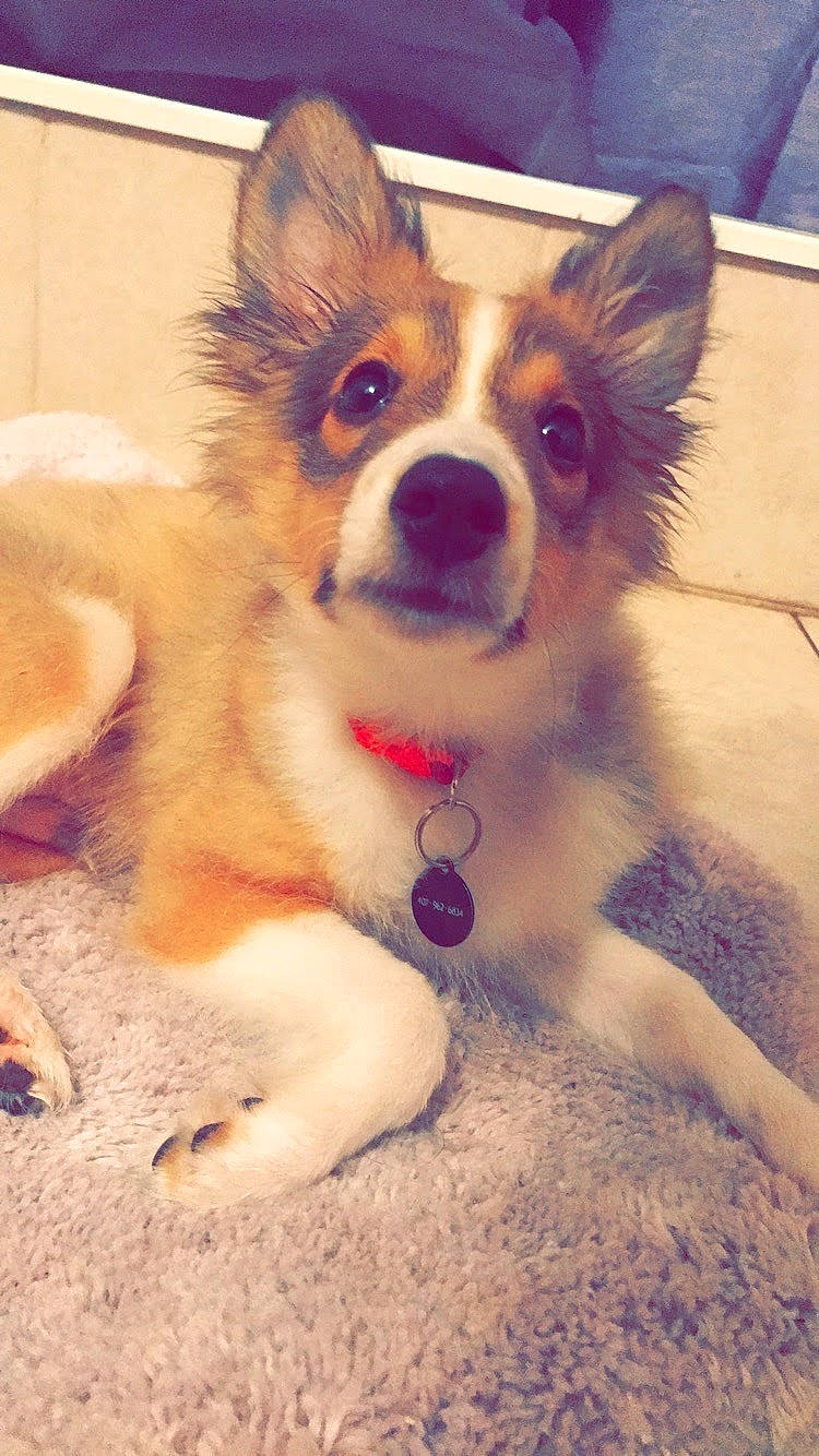 Lip is registered to the contest to win money with this photo: canidae, carnivore, companion_dog, dog, dog_breed, dog_supply, door, fawn, fur, happy, papillon, plant, snout, sporting_group, terrestrial_animal, toy_dog, whiskers, working_animal, working_dog