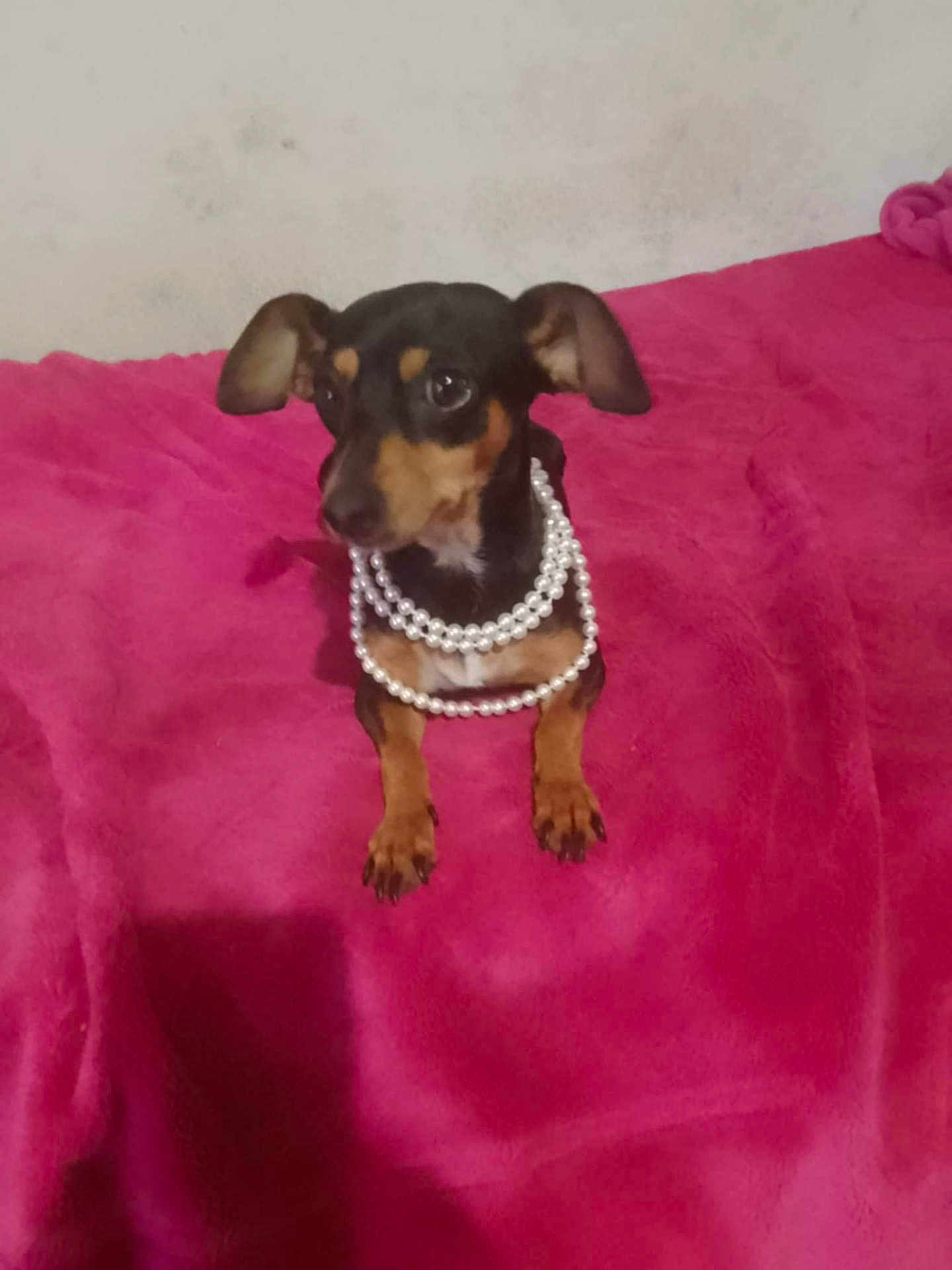 Poupette a rejoint le concours — aidez-le/la à gagner de superbes lots ! dog, small_dog, pearl_necklace, pink_blanket, indoor, pet, animal, cute, fur, ears, paws, looking_away, resting, portrait, domestic_animal, cozy, furniture, home, accessory, mammal