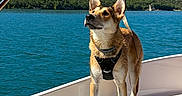 Naïa participe au concours pour gagner de l'argent avec cette photo : dog, boat, water, lake, outdoors, nature, landscape, mountains, hills, blue_sky, sunlight, life_jacket, harness, standing, pointy_ears, small_dog, canine, travel, scenery, photography