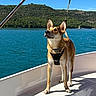 dog, boat, water, lake, outdoors, nature, landscape, mountains, hills, blue_sky, sunlight, life_jacket, harness, standing, pointy_ears, small_dog, canine, travel, scenery, photography