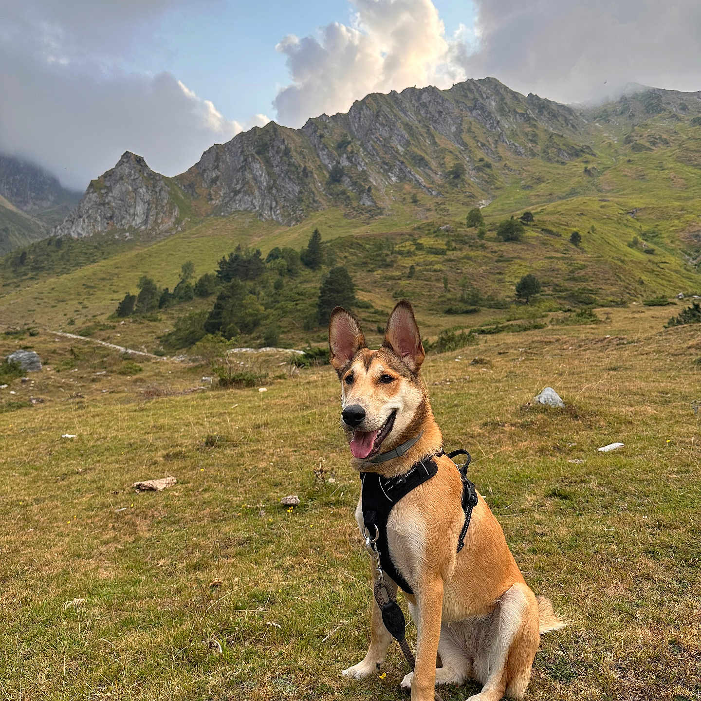 Naïa a rejoint le concours — aidez-le/la à gagner de superbes lots ! dog, canine, pointy_ears, sitting, smiling, harness, leash, outdoors, mountain, mountain_range, meadow, grass, landscape, nature, hiking, adventure, clouds, sky, rocky_terrain, portrait