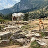 Naïa participe au concours pour gagner de l'argent avec cette photo : dog, horses, mountains, alpine, outdoors, nature, landscape, rocky_terrain, hiking, adventure, animal, pet, leash, forest, peaks, valley, grass, boulders, trail, scenic