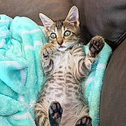 Loki is registered to the contest to win money with this photo: animal, blanket, cat, couch, cozy, cute, ears, feline, fur, indoor, kitten, paws, pet, playful, relaxed, tabby, turquoise, whiskers, wide_eyes, young