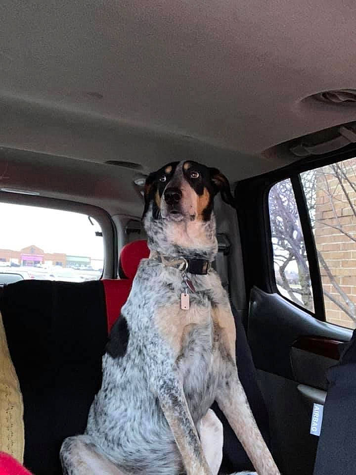 Cajun Blue joined the competition — help win amazing prizes! auto_part, automotive_exterior, canidae, car, car_seat, car_seat_cover, carnivore, collar, companion_dog, dog, dog_breed, family_car, fawn, fur, motor_vehicle, snout, sporting_group, vehicle, vehicle_door, window