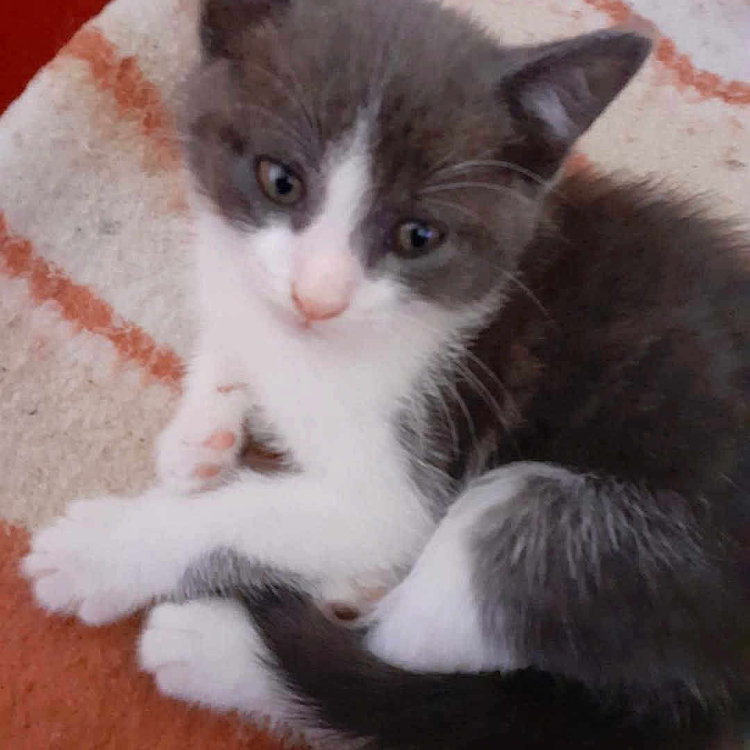 Doablo participe au concours pour gagner de l'argent avec cette photo : animal, blanket, cat, cozy, curious, cute, fur, gray, indoor, kitten, orange, pattern, paw, pet, resting, small, soft, tail, whiskers, white