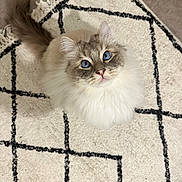 Socrate a rejoint le concours — aidez-le/la à gagner de superbes lots ! cat, blue_eyes, fluffy, fur, pet, indoor, carpet, rug, geometric_pattern, curious, looking_up, whiskers, tail, soft_lighting, close_up, animal, mammal, cute, domestic, feline