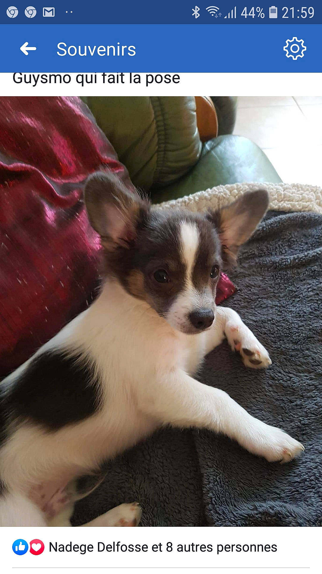 Guymo a rejoint le concours — aidez-le/la à gagner de superbes lots ! canidae, carnivore, chihuahua, companion_dog, dog, dog_breed, mammal, papillon, photo_caption, puppy, sporting_group, toy_dog, vertebrate