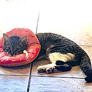 Luka joined the competition — help win amazing prizes! cat, tabby_cat, pet, animal, indoor, floor, tile_floor, cushion, pink_cushion, round_cushion, relaxed, lying_down, resting, domestic_cat, fur, whiskers, ears, tail, paws, cute