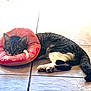 cat, tabby_cat, pet, animal, indoor, floor, tile_floor, cushion, pink_cushion, round_cushion, relaxed, lying_down, resting, domestic_cat, fur, whiskers, ears, tail, paws, cute