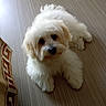 dog, puppy, white_fur, fluffy, pet, cute, indoor, wooden_floor, looking_up, small_dog, adorable, animal, companion, domestic, fur, canine, sitting, young_dog, friendly, curious