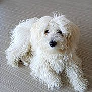 Charly participe au concours pour gagner de l'argent avec cette photo : adorable, animal, black_nose, canine, closeup, cute, dark_eyes, dog, floor, fluffy, indoors, long_hair, lying_down, pet, portrait, puppy, shaggy, small_dog, white_fur, wood_floor