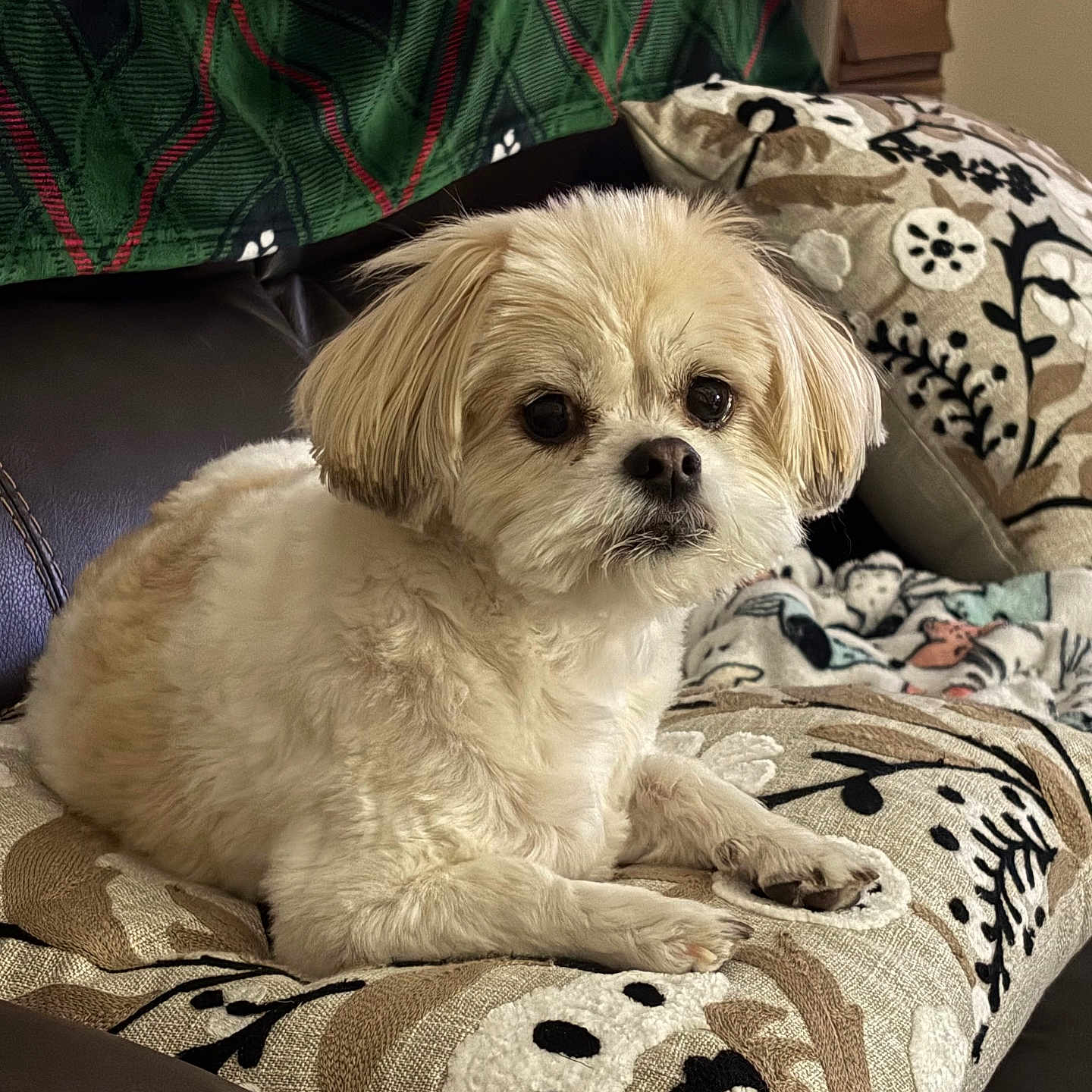 Bella