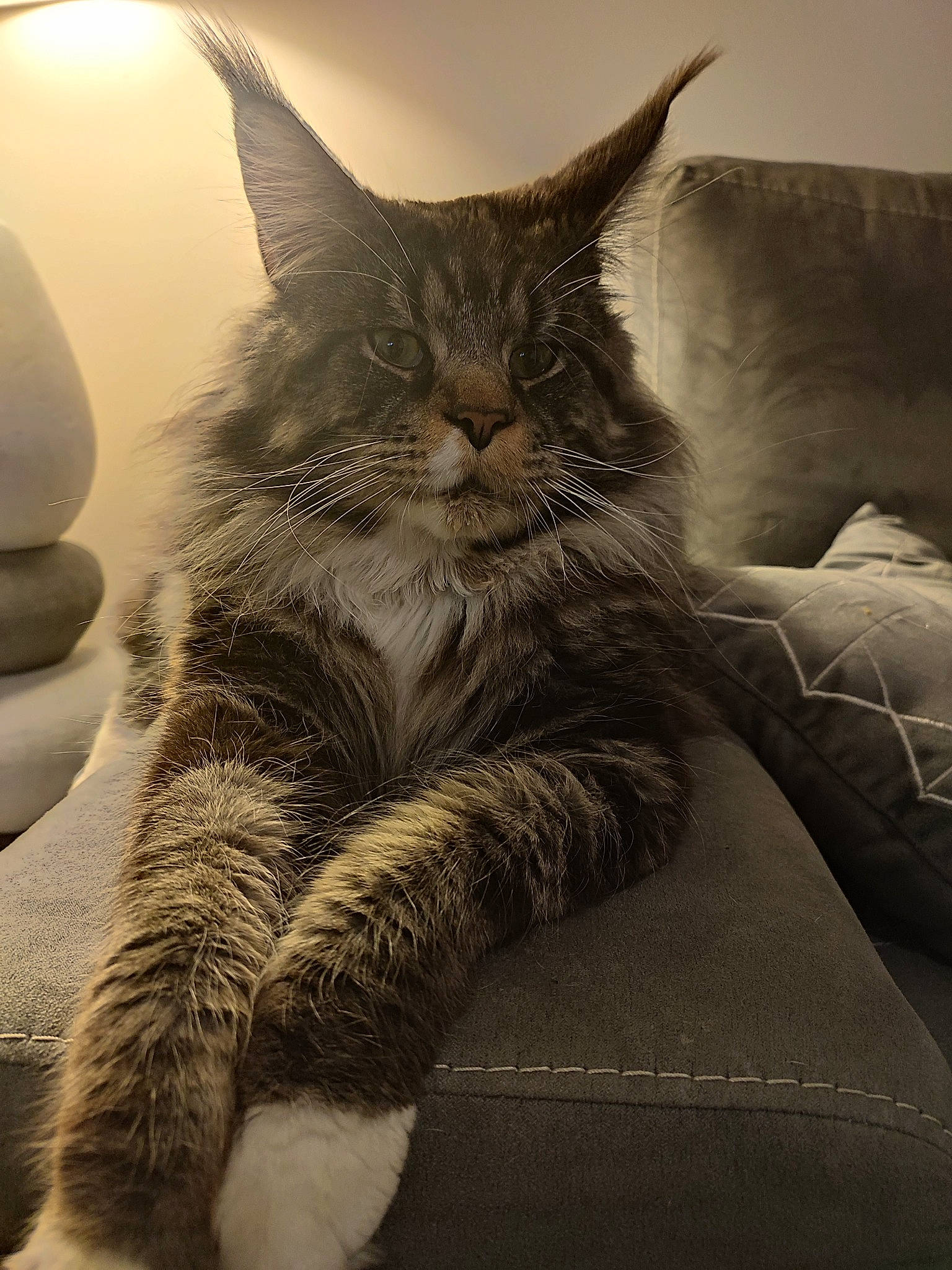 Scar a rejoint le concours — aidez-le/la à gagner de superbes lots ! carnivore, cat, claw, cloud, comfort, domestic_short_haired_cat, felidae, fur, grey, human_leg, mammal, monochrome, monochrome_photography, paw, sitting, small_to_medium_sized_cats, snout, tail, terrestrial_animal, whiskers