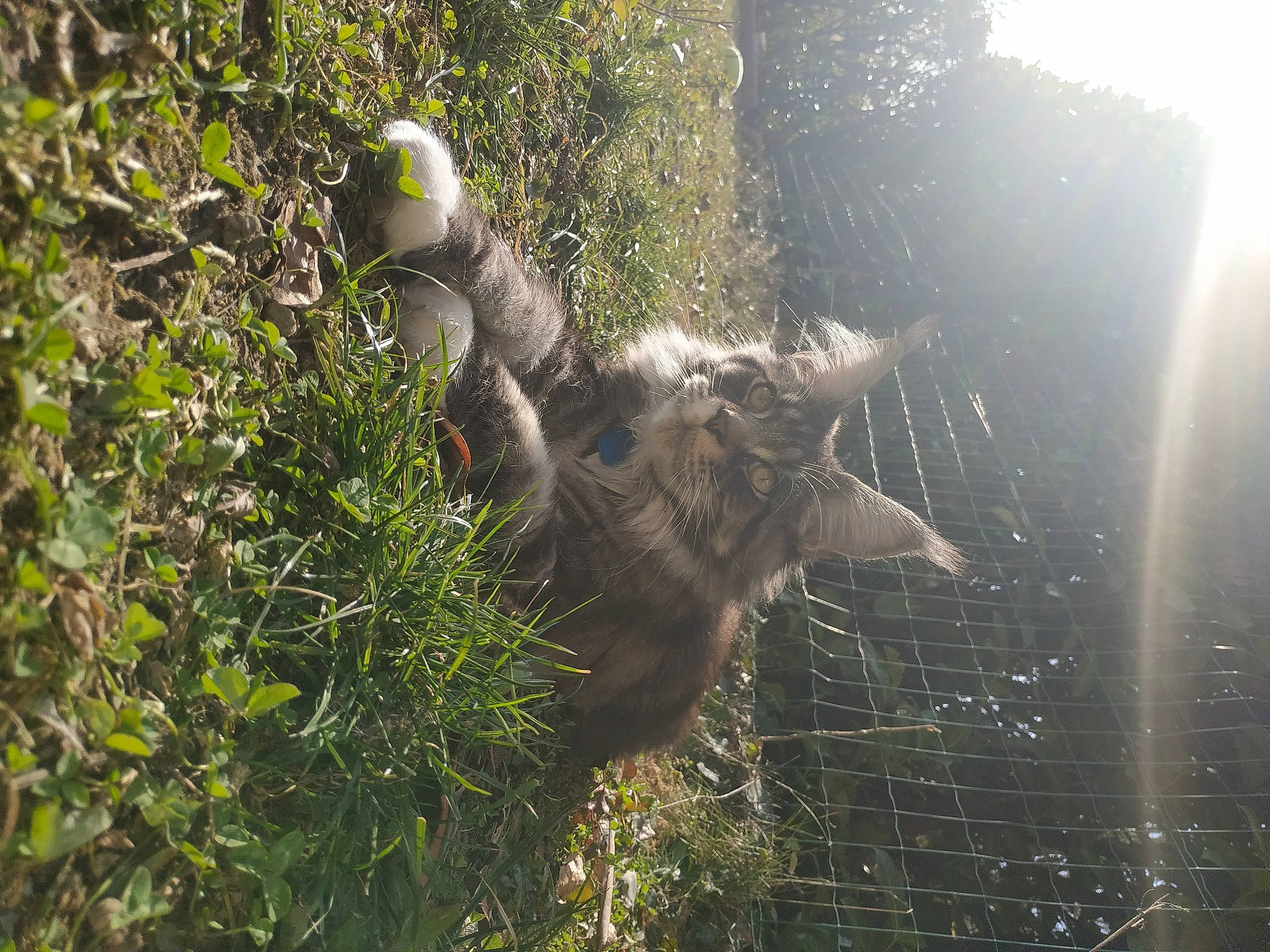Scar participe au concours pour gagner de l'argent avec cette photo : branch, forest, fur, grass, groundcover, jungle, lens_flare, plant, shrub, soil, sunlight, tail, terrestrial_animal, tree, trunk, twig, vegetation, wildlife, wood, woodland