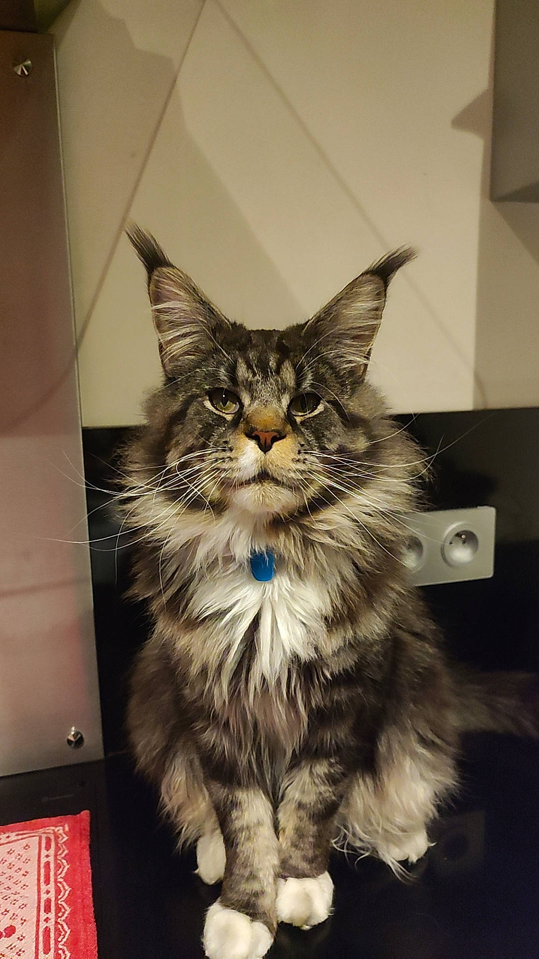 Scar participe au concours pour gagner de l'argent avec cette photo : box, cardboard, carnivore, cat, claw, domestic_short_haired_cat, drawer, felidae, fur, maine_coon, paw, sitting, small_to_medium_sized_cats, snout, tail, whiskers, window, wood