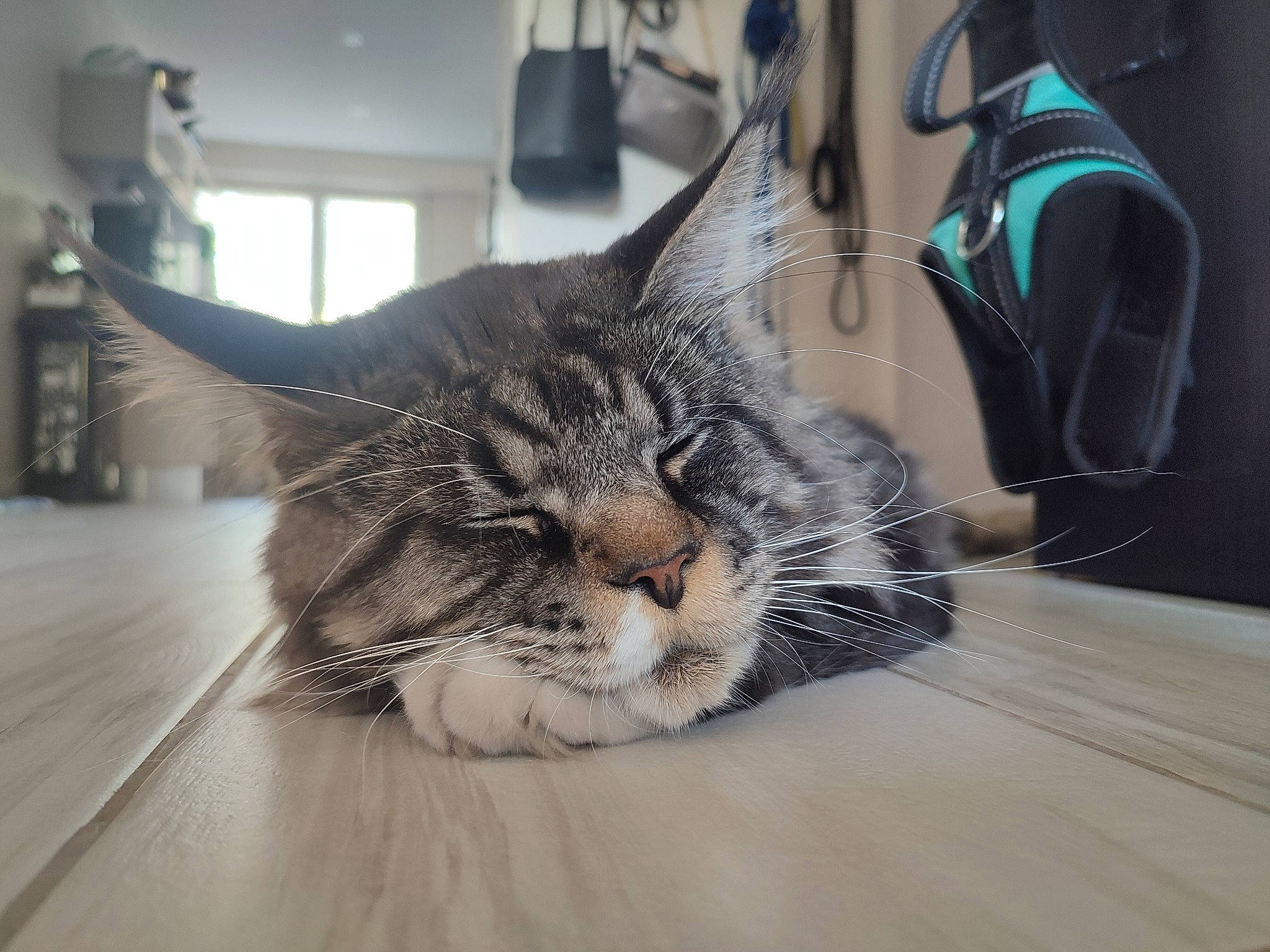 Scar participe au concours pour gagner de l'argent avec cette photo : carnivore, cat, claw, comfort, domestic_short_haired_cat, felidae, flooring, foot, fur, hardwood, laminate_flooring, metal, paw, sitting, small_to_medium_sized_cats, snout, whiskers, window, wood, wood_flooring