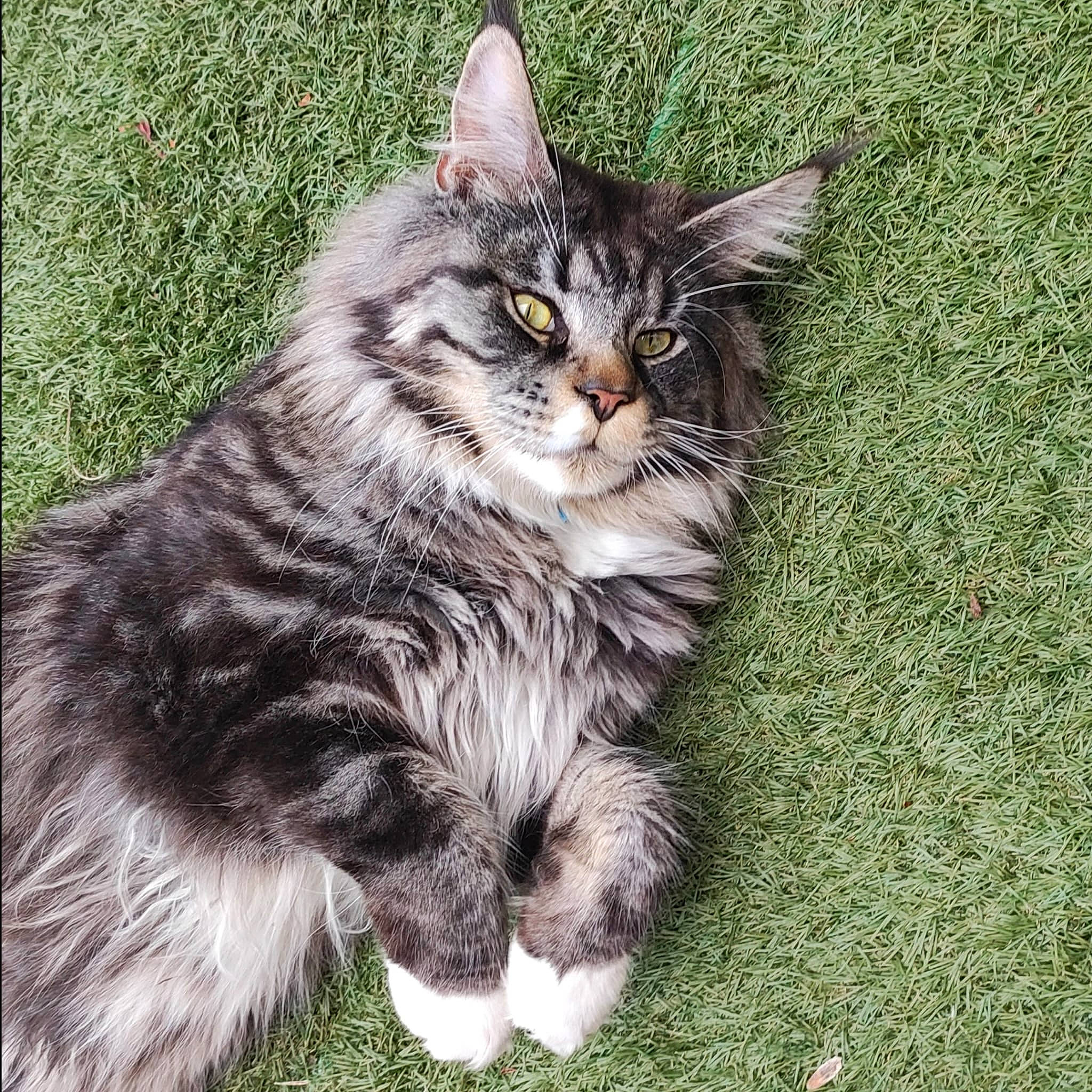 Scar a rejoint le concours — aidez-le/la à gagner de superbes lots ! carnivore, cat, claw, domestic_short_haired_cat, felidae, fur, grass, groundcover, maine_coon, paw, plant, sitting, small_to_medium_sized_cats, snout, tail, terrestrial_animal, whiskers