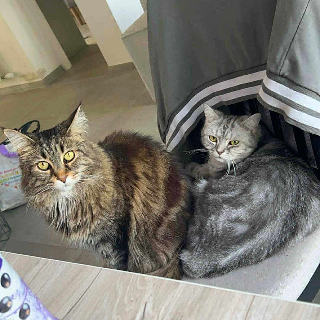 Flocon Et Mayah participe au concours pour gagner de l'argent avec cette photo : bottle, cat, chair, curious, domestic_animal, eyes, feline, floor, fur, gray_cat, home_interior, indoor, jacket, pet, phone, reflection, relaxed, tabby_cat, table, whiskers