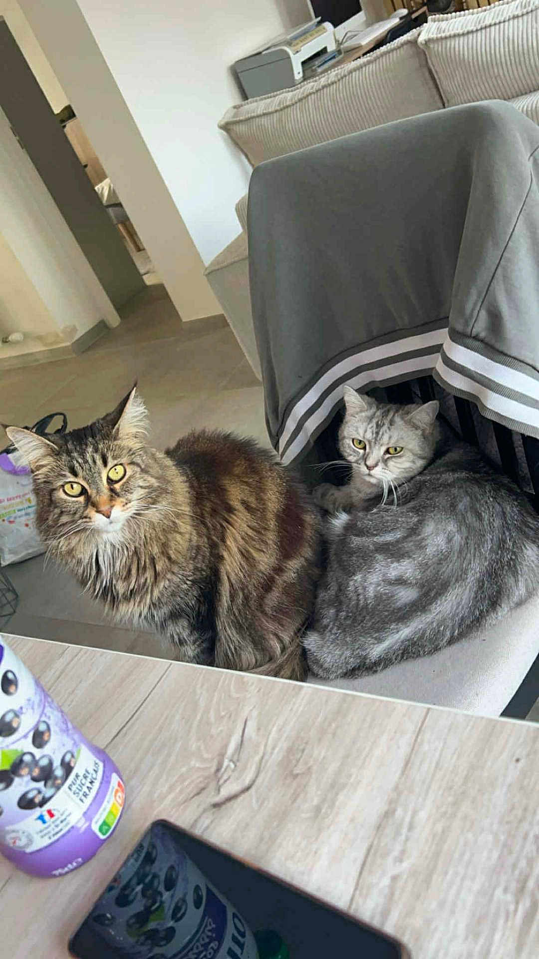 Flocon Et Mayah participe au concours pour gagner de l'argent avec cette photo : cat, tabby_cat, gray_cat, feline, pet, indoor, chair, jacket, table, bottle, phone, reflection, floor, home_interior, domestic_animal, fur, whiskers, eyes, curious, relaxed