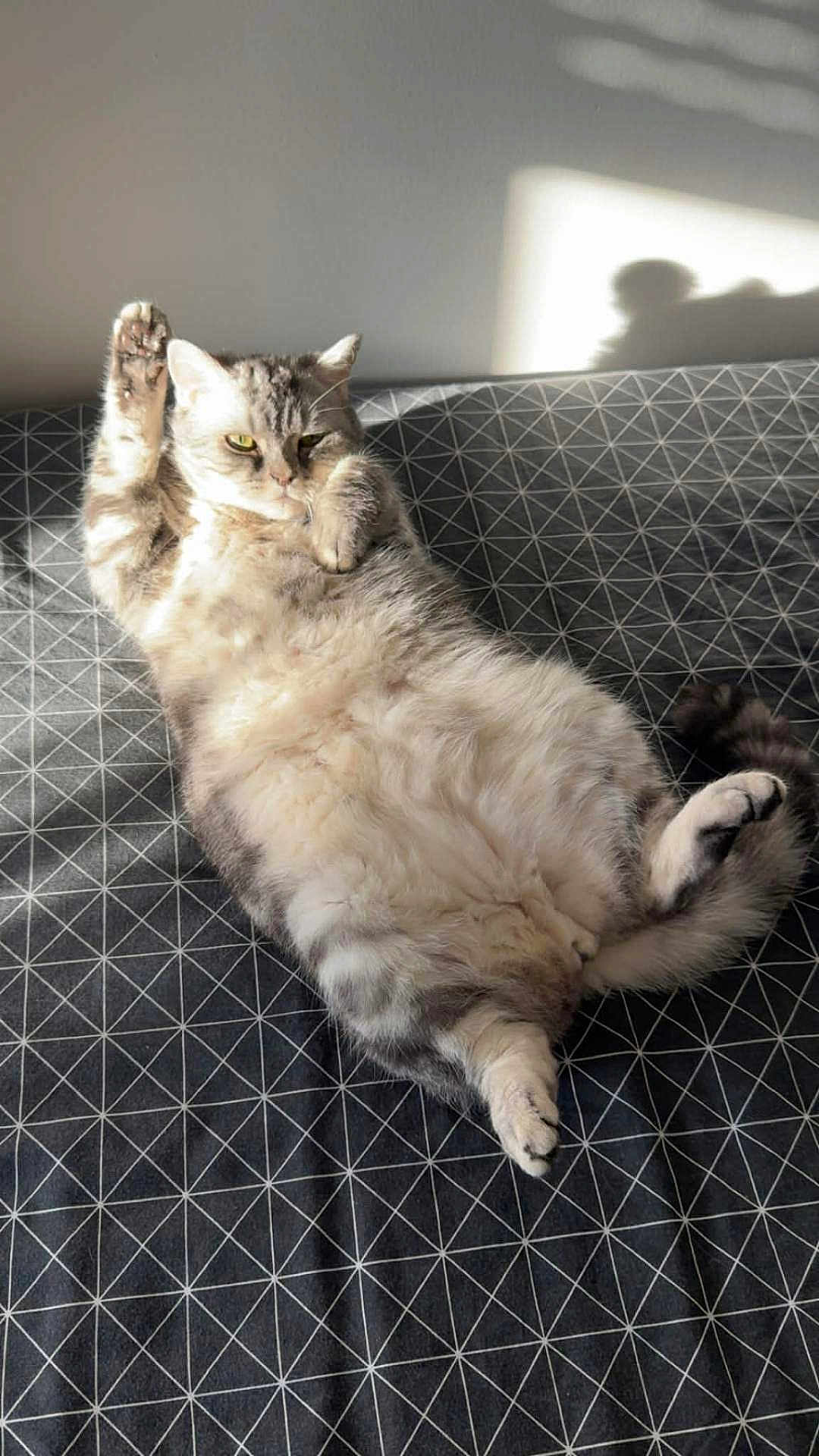 Flocon Riviere participe au concours pour gagner de l'argent avec cette photo : cat, pet, feline, lying_on_back, bed, bedding, geometric_pattern, sunlight, shadow, paw, fluffy, indoor, cute, relaxed, whiskers, fur, portrait, cozy, domestic, tabby
