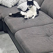 Katy participe au concours pour gagner de l'argent avec cette photo :  upholstery, animal, black_and_white, cat, comfortable, couch, cozy, domestic_animal, feline, fur, gray, home, indoor, living_room, lounge, pet, pillows, relaxed, resting, sectional_sofa