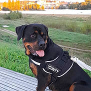 Raya participe au concours pour gagner de l'argent avec cette photo : dog, rottweiler, security_vest, tongue_out, outdoor, grass, river, wooden_platform, sunlight, trees, nature, leash, pet, canine, animal, guard_dog, summer, daytime, scenery, happy