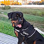 dog, rottweiler, security_vest, tongue_out, outdoor, grass, river, wooden_platform, sunlight, trees, nature, leash, pet, canine, animal, guard_dog, summer, daytime, scenery, happy