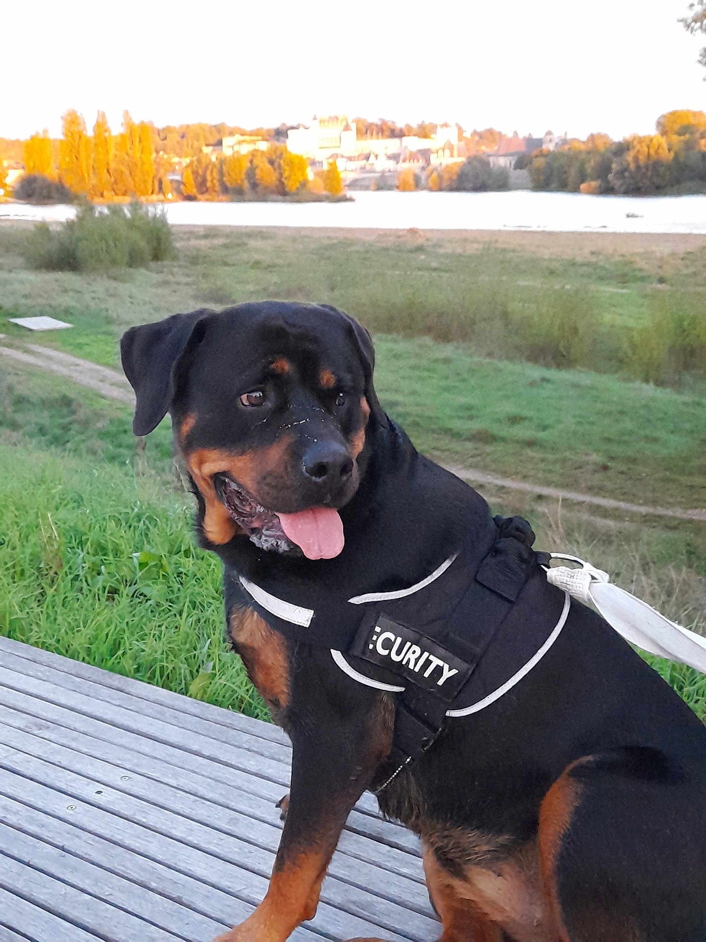 Raya participe au concours pour gagner de l'argent avec cette photo : dog, rottweiler, security_vest, tongue_out, outdoor, grass, river, wooden_platform, sunlight, trees, nature, leash, pet, canine, animal, guard_dog, summer, daytime, scenery, happy