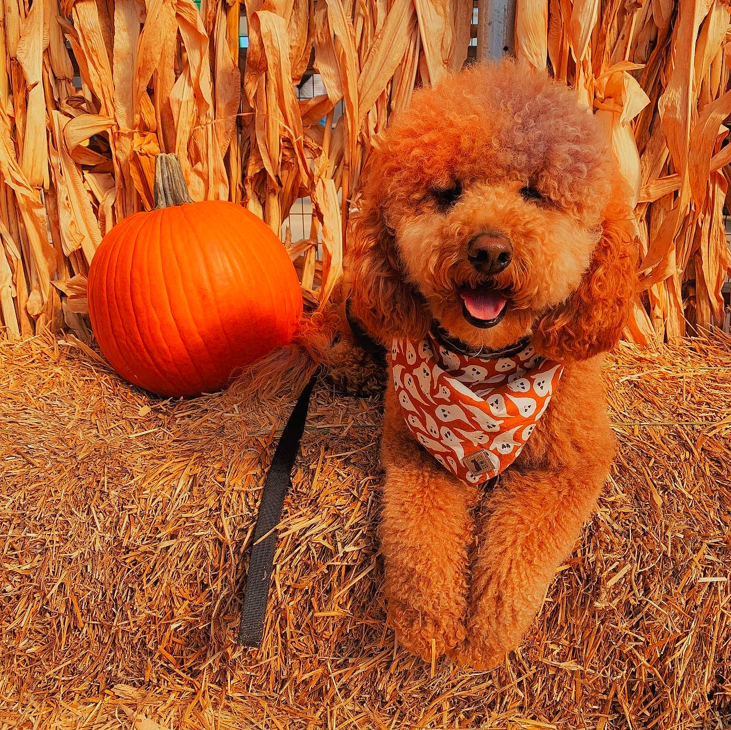 Vinny Blu joined the competition — help win amazing prizes! calabaza, carnivore, chair, companion_dog, cucurbita, dog, dog_breed, fawn, gourd, grass, plant, poodle, pumpkin, snout, squash, toy_dog, vegetable, water_dog, winter_squash, working_animal