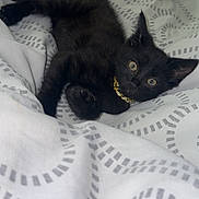 Tchalla is registered to the contest to win money with this photo: black_kitten, cat, kitten, pet, animal, feline, collar, golden_collar, bed, blanket, white_blanket, patterned_blanket, cute, relaxed, lying_down, indoor, cozy, fur, small_animal, domestic_animal