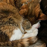 Kitkat is registered to the contest to win money with this photo: cat, sleeping, curled_up, paws, fur, tabby, white_paws, quilt, fabric, cozy, resting, pet, animal, whiskers, tail, indoor, close_up, cute, relaxed, feline