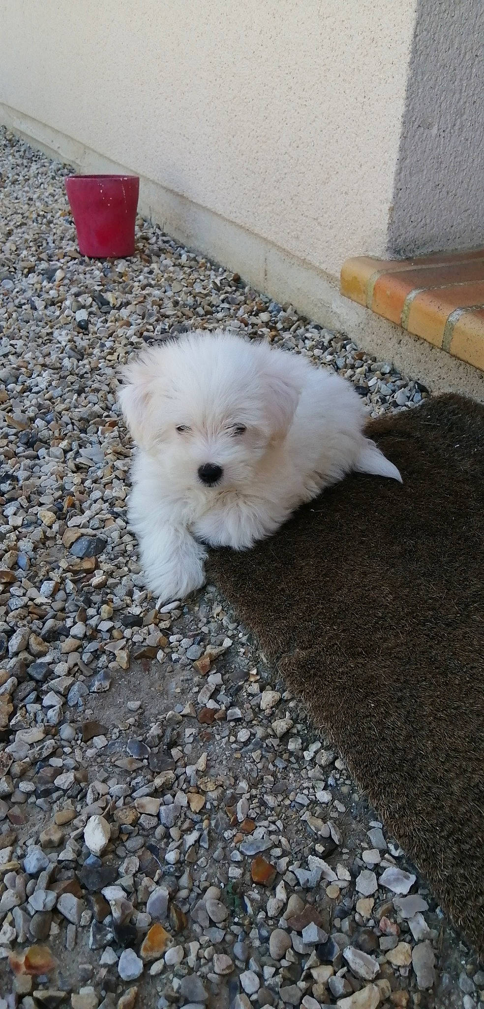 Babou participe au concours pour gagner de l'argent avec cette photo : bichon, bolognese, bolonka, canidae, carnivore, companion_dog, coton_de_tulear, dog, dog_breed, havanese, kyi_leo, maltepoo, maltese, mammal, non_sporting_group, puppy, rare_breed_dog, toy_dog, vertebrate, west_highland_white_terrier