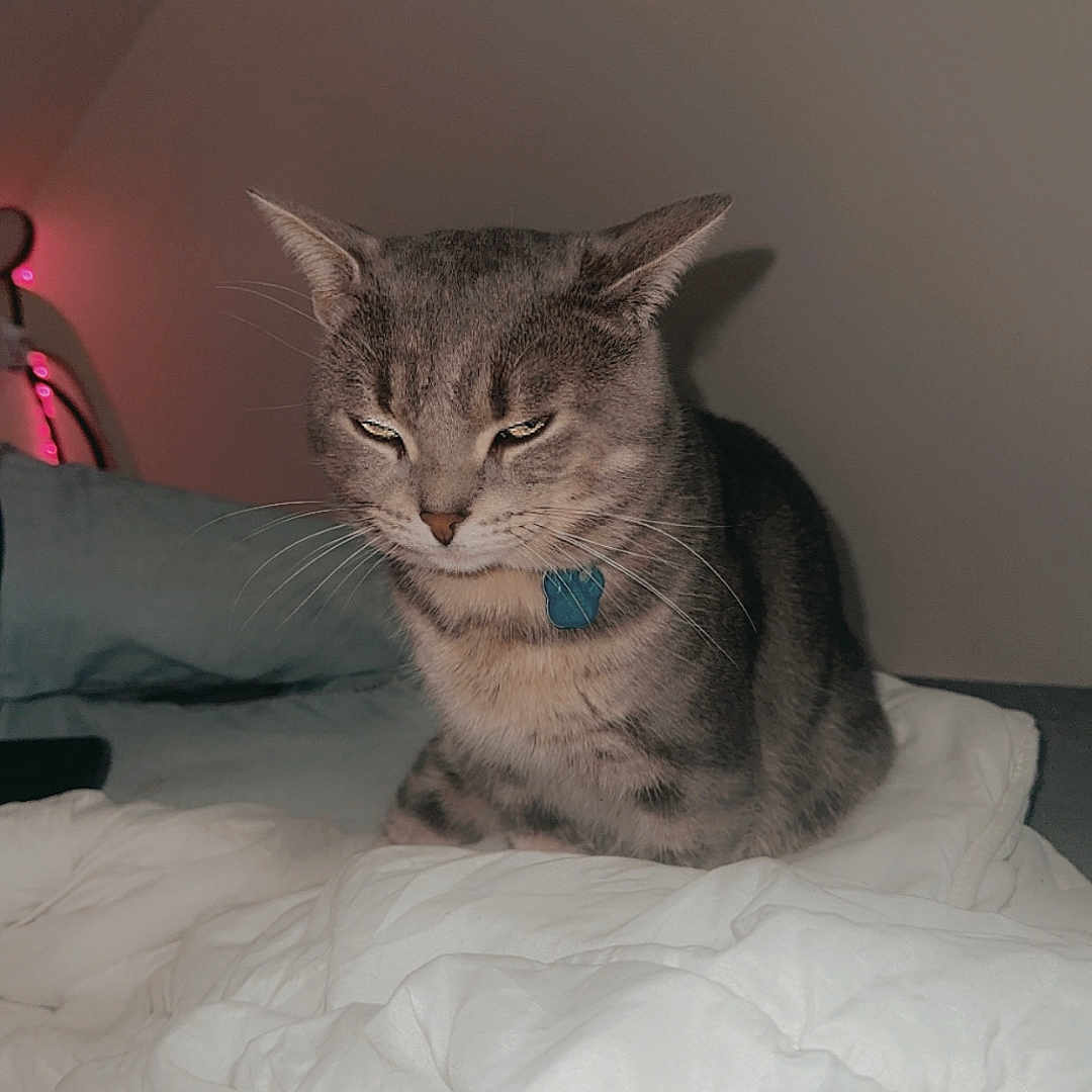 Tigrou participe au concours pour gagner de l'argent avec cette photo : abyssinian, animal, bed, bedroom, blanket, cat, computer, couch, cushion, egyptiancat, electronics, furniture, homedecor, indoors, kitten, linen, manx, pet, room, siamese