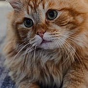 Liam joined the competition — help win amazing prizes! animal, cat, close_up, cozy, curious, cute, feline, fluffy_fur, green_eyes, indoor, majestic, orange_tabby, paw, pet, portrait, relaxed, resting, soft_focus, tabby_pattern, whiskers