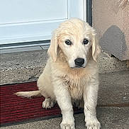Ariel a rejoint le concours — aidez-le/la à gagner de superbes lots ! puppy, dog, golden_retriever, pet, animal, cute, outdoor, door, mat, concrete, fur, young, sitting, looking, ears, nose, tail, front_paws, house, curious