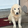 puppy, dog, golden_retriever, pet, animal, cute, outdoor, door, mat, concrete, fur, young, sitting, looking, ears, nose, tail, front_paws, house, curious