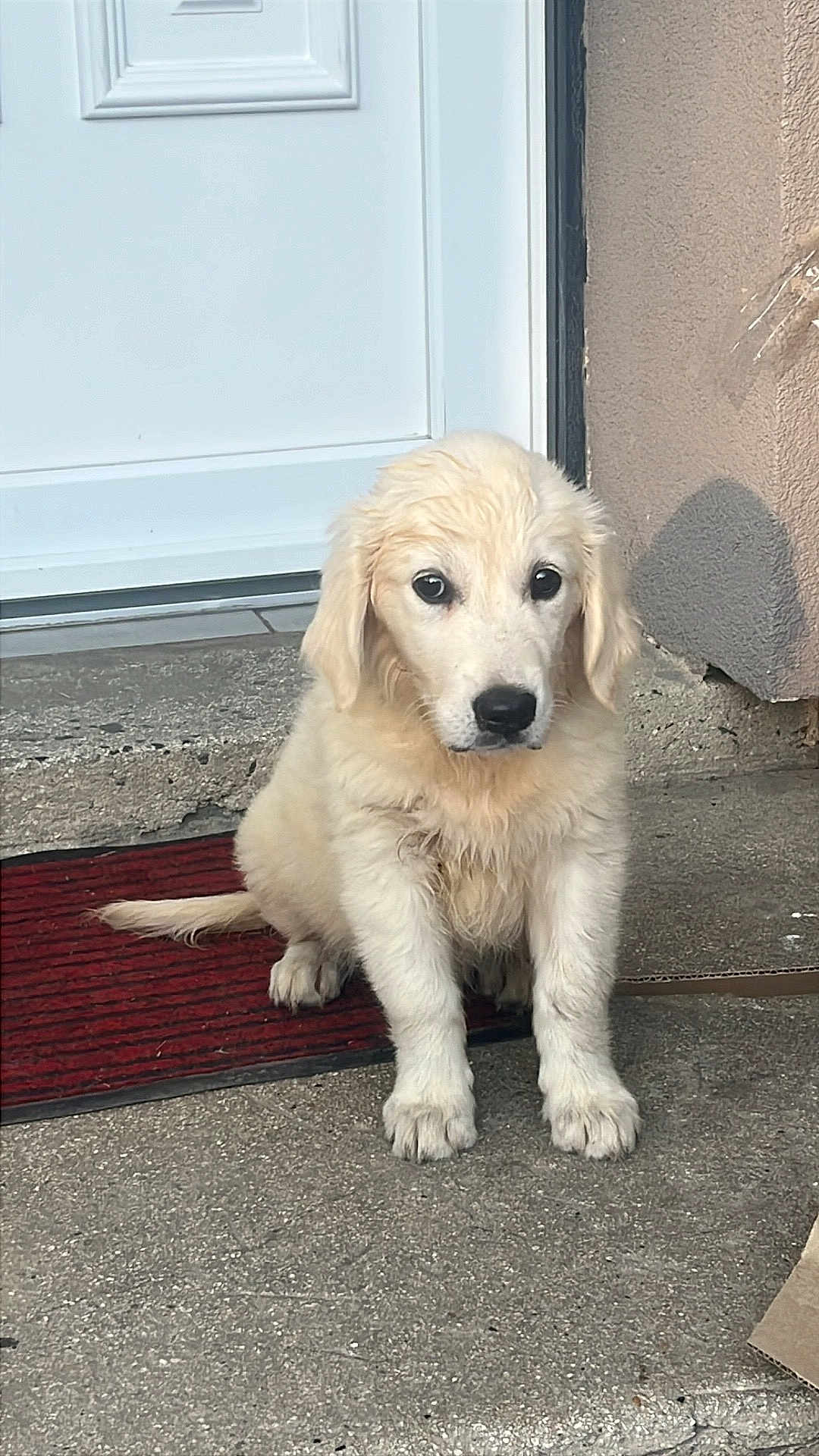 Ariel a rejoint le concours — aidez-le/la à gagner de superbes lots ! puppy, dog, golden_retriever, pet, animal, cute, outdoor, door, mat, concrete, fur, young, sitting, looking, ears, nose, tail, front_paws, house, curious