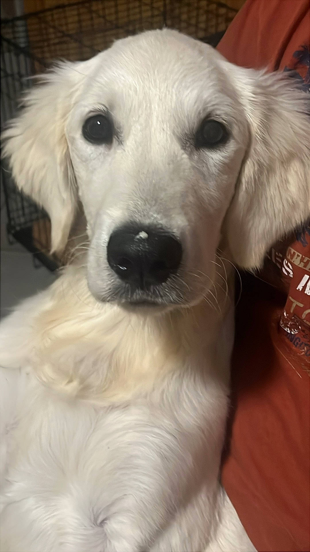 Ariel participe au concours pour gagner de l'argent avec cette photo : animal, black_nose, cage, calm, canine, close_up, companion, dark_eyes, dog, face, fluffy, fur, gentle, indoor, looking_at_camera, person, pet, portrait, red_shirt, white_dog