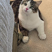 Mercedes. is registered to the contest to win money with this photo: cat, pet, animal, indoor, carpet, furniture, couch, curious, white_paws, tabby, closeup, portrait, domestic_cat, feline, looking_up, soft_focus, home, cozy, decor, wooden_leg