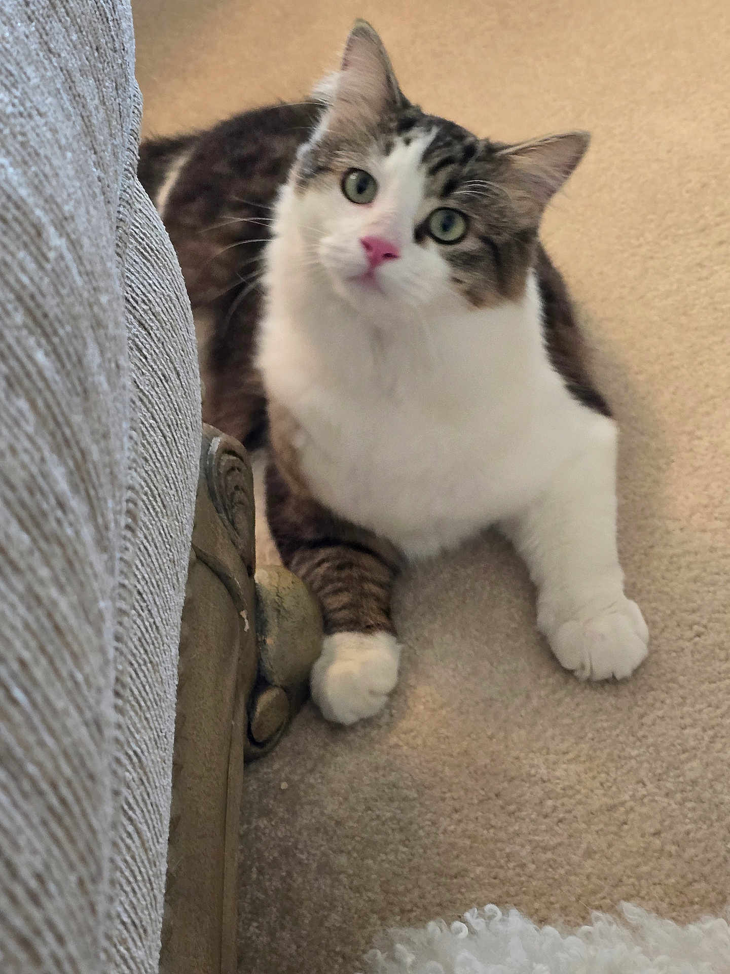 Mercedes. is registered to the contest to win money with this photo: cat, pet, animal, indoor, carpet, furniture, couch, curious, white_paws, tabby, closeup, portrait, domestic_cat, feline, looking_up, soft_focus, home, cozy, decor, wooden_leg