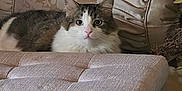 Mercedes. is registered to the contest to win money with this photo: cat, fluffy, indoor, sofa, ottoman, furniture, pet, animal, relaxed, curious, white, brown, tabby, ears, eyes, home, cozy, decor, resting, portrait