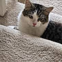 Mercedes. is registered to the contest to win money with this photo: cat, pet, animal, staircase, carpet, feline, indoor, curious, fluffy, white, gray, tabby, nose, ears, whiskers, soft, texture, home, cozy, relaxed
