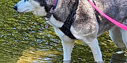 Cortana Wyatt is registered to the contest to win money with this photo: alert, animal, blue_eyes, canine, collar, dog, fur, harness, husky, leash, nature, outdoor, pet, reflection, ripples, riverbank, shallow_water, standing, sunlight, water
